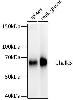 Western blot analysis of extracts of various tissues from the japonica rice (Oryza sativa L. ) variety Zhonghua 11, using Chalk5 antibody at 1:1000 dilution. Secondary antibody: HRP Goat Anti-Rabbit IgG (H+L) at 1:10000 dilution. Lysates/proteins: 25ug per lane. Blocking buffer: 3% nonfat dry milk in TBST. Detection: ECL Enhanced Kit. Exposure time: 3s.