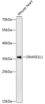 Anti-DNASE1L1 Antibody (CAB13150)