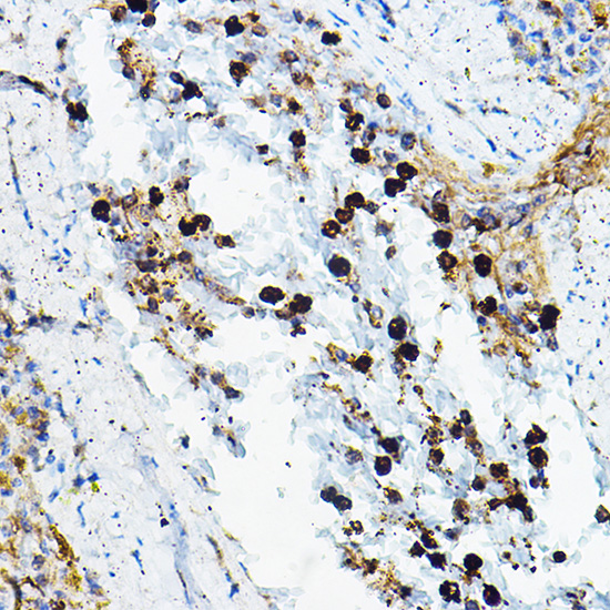 Anti-MPO Antibody (CAB1374)