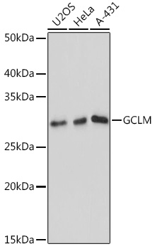 Anti-GCLM Antibody