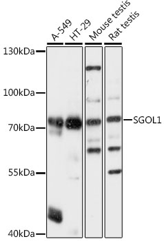 Anti-SGOL1 Antibody (CAB16174)