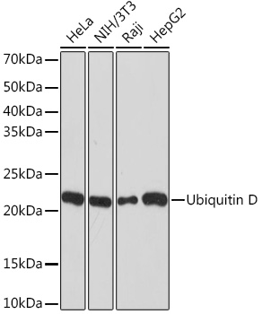 Anti-Ubiquitin D Antibody (CAB9005)