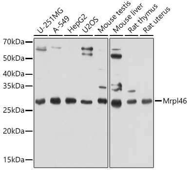 Anti-Mrpl46 Antibody (CAB18187)