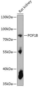 Anti-POF1B Antibody (CAB17775)