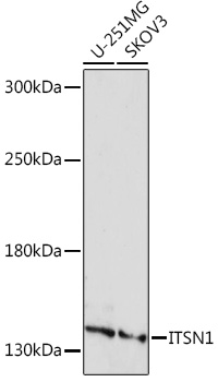 Anti-ITSN1 Antibody (CAB18378)