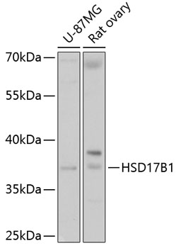 Anti-HSD17B1 Antibody (CAB10839)