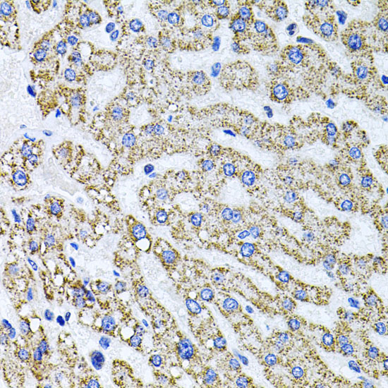 Anti-SDC2 Antibody (CAB1810)