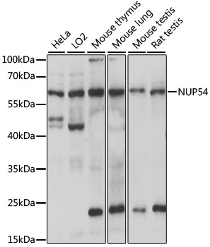 Anti-NUP54 Antibody (CAB15454)