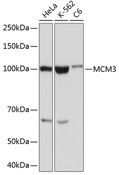 Anti-MCM3 Antibody