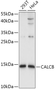 Anti-CALCB Polyclonal Antibody (CAB8105)