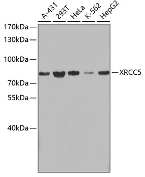 Anti-XRCC5 Antibody (CAB0884)