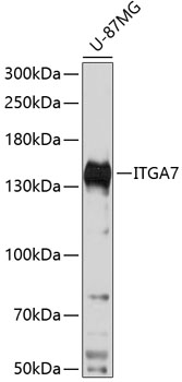 Anti-ITGA7 Antibody (CAB14246)