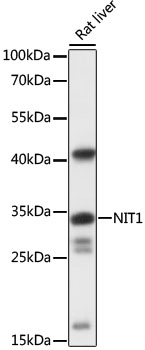 Anti-NIT1 Antibody (CAB16407)