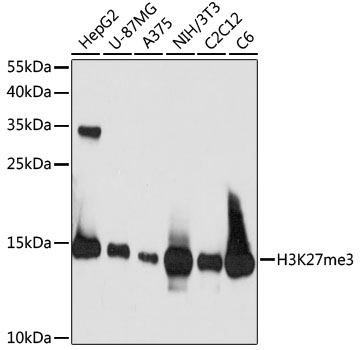 Anti-TriMethyl-Histone H3-K27 Mouse Monoclonal Antibody (CAB16199)