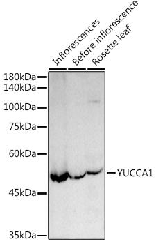 Western blot analysis of extracts of various cell lines, using YUCCA1 antibody at 1:1000 dilution. Secondary antibody: HRP Goat Anti-Rabbit IgG (H+L) at 1:10000 dilution. Lysates/proteins: 25ug per lane. Blocking buffer: 3% nonfat dry milk in TBST. Detection: ECL Enhanced Kit. Exposure time: 30s.