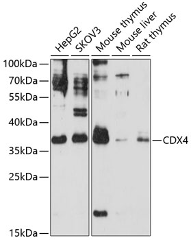 Anti-CDX4 Antibody (CAB2704)