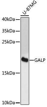 Anti-GALP Antibody (CAB17445)