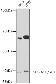 Anti-SLC7A11 / xCT Antibody (CAB2413)