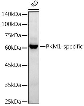 Western blot analysis of extracts of RD cells, using PKM1-specific antibody at 1:1000 dilution. Secondary antibody: HRP Goat Anti-Rabbit IgG (H+L) at 1:10000 dilution. Lysates/proteins: 25ug per lane. Blocking buffer: 3% nonfat dry milk in TBST. Detection: ECL Basic Kit. Exposure time: 60s.