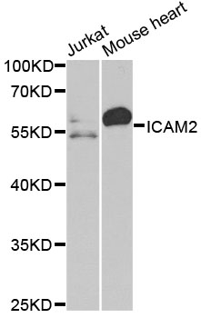 Anti-ICAM2 Antibody (CAB2038)