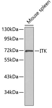 Anti-ITK Antibody (CAB0566)