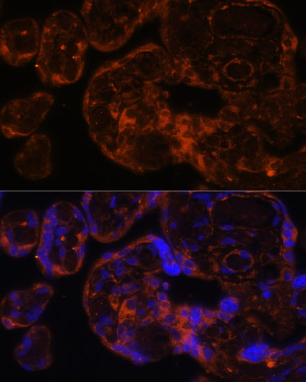 Anti-Factor IX / F9 Antibody (CAB1578)