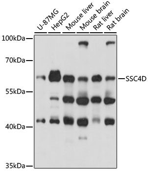 Anti-SSC4D Antibody (CAB15957)