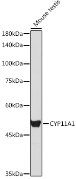 Anti-CYP11A1 Antibody (CAB16363)