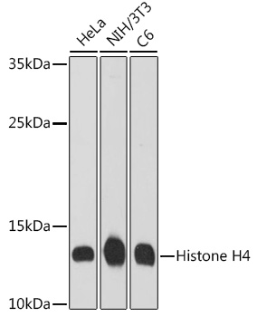 Anti-Histone H4 Antibody (CAB17024)