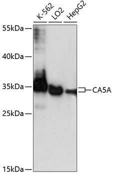 Anti-CA5A Antibody (CAB14709)