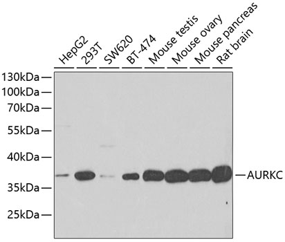 Anti-AURKC Antibody (CAB7930)