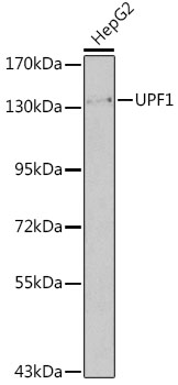 Anti-UPF1 Antibody (CAB13541)