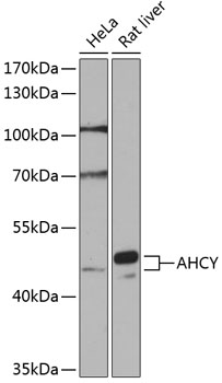 Anti-AHCY Antibody (CAB14182)