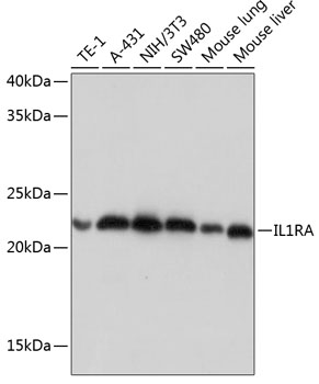 Anti-IL-1RA Rabbit Monoclonal Antibody