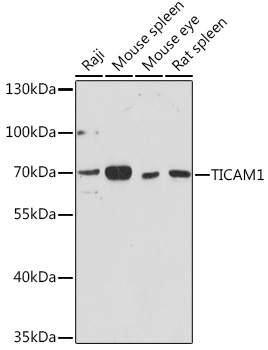 Anti-TICAM1 Antibody (CAB13605)