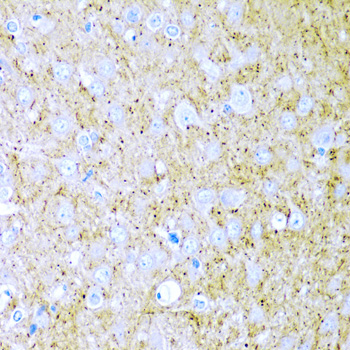 Anti-WNT2 Antibody (CAB5864)