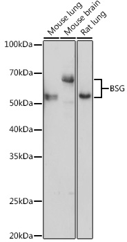 Anti-BSG Antibody (CAB16662)