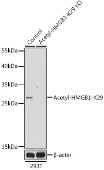 Anti-Acetyl-HMGB1-K29 Antibody [KO Validated] (CAB16002)