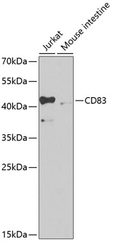 Anti-CD83 Antibody (CAB2040)