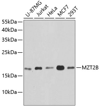 Anti-MZT2B Polyclonal Antibody (CAB9984)