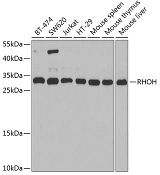 Anti-RHOH Antibody (CAB6356)