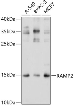 Anti-RAMP2 Antibody (CAB3075)