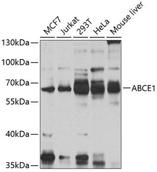 Anti-ABCE1 Polyclonal Antibody (CAB8146)