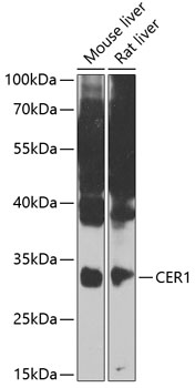 Anti-CER1 Antibody (CAB7354)