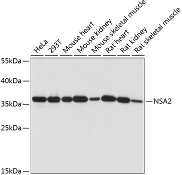 Anti-NSA2 Antibody (CAB14475)