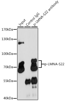 Anti-Phospho-LMNA-S22 pAb (CABP0777)