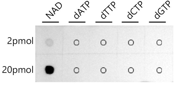 Dot-blot analysis of all sorts of chemical compounds using Coenzyme NAD antibody at 1:1000 dilution.