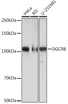 Anti-DGCR8 Antibody (CAB3977)