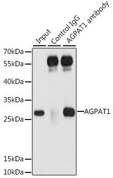 Anti-AGPAT1 Antibody (CAB6517)