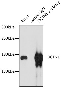 Anti-DCTN1 Antibody (CAB1783)